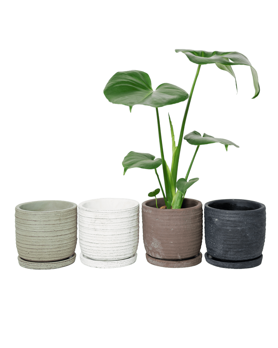 Paul Ceramic Pot And Saucer Set With Drainage - Chive US Wholesale