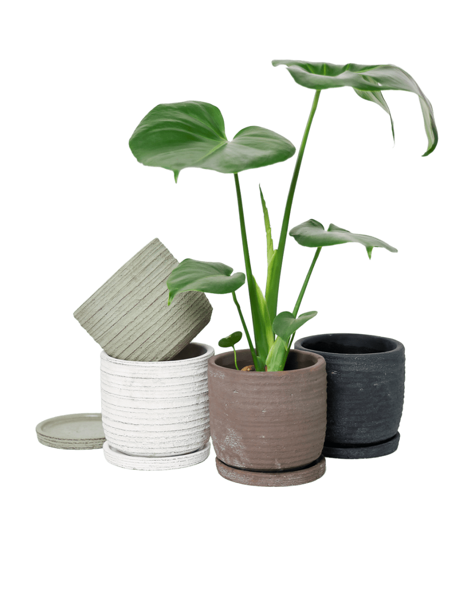 Paul Ceramic Pot And Saucer Set With Drainage - Chive US Wholesale