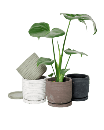 Paul Ceramic Pot And Saucer Set With Drainage - Chive US Wholesale