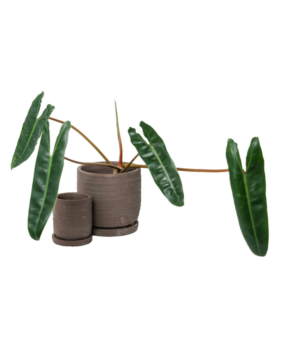 Paul Ceramic Pot And Saucer Set With Drainage - Chive US Wholesale