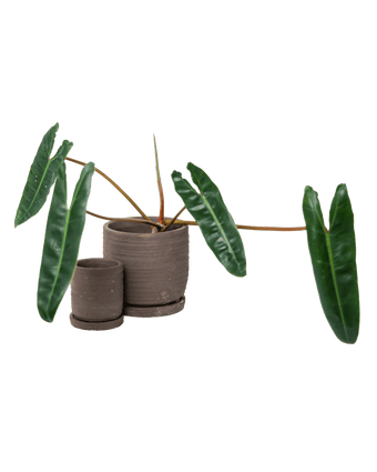 Paul Ceramic Pot And Saucer Set With Drainage - Chive US Wholesale