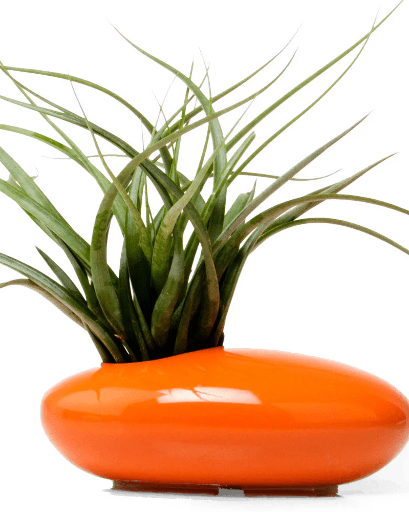 Pebble Ceramic Ikebana Kenzan Container - Chive US Wholesale