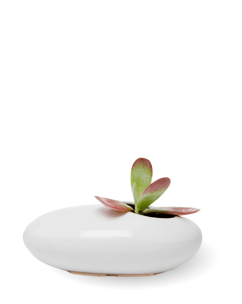 Pebble Ceramic Ikebana Kenzan Container - Chive US Wholesale