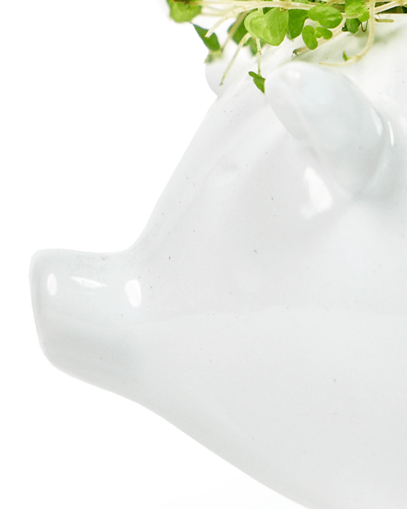 Pig Ceramic Indoor Plant Pot For Succulents - Chive US Wholesale