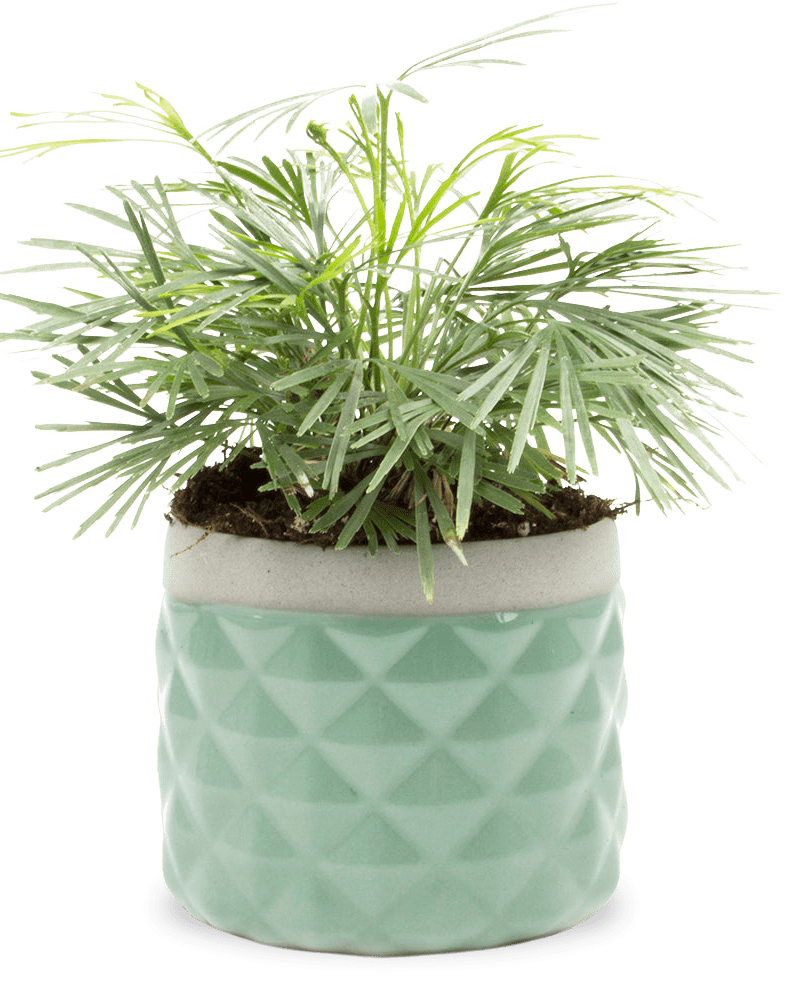 Pina Ceramic Succulent Planter Pot - Chive US Wholesale