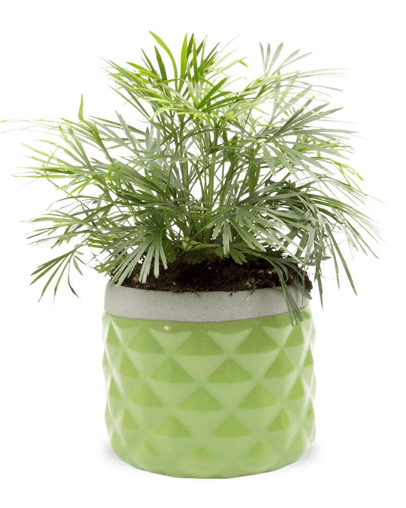 Pina Ceramic Succulent Planter Pot - Chive US Wholesale