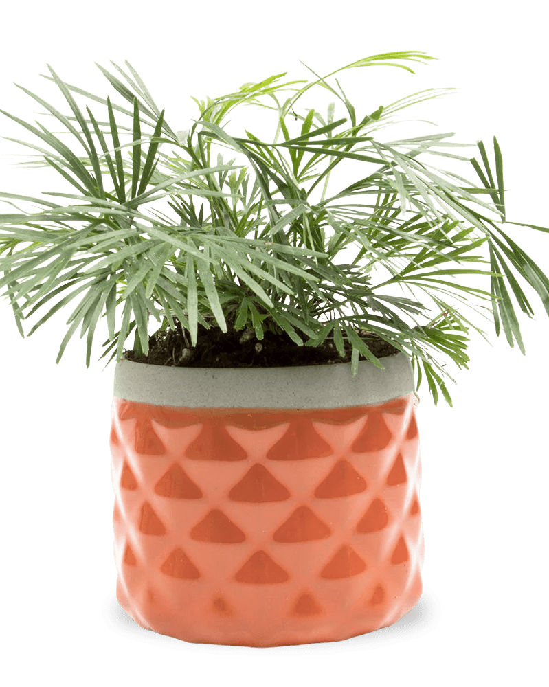 Pina Ceramic Succulent Planter Pot - Chive US Wholesale