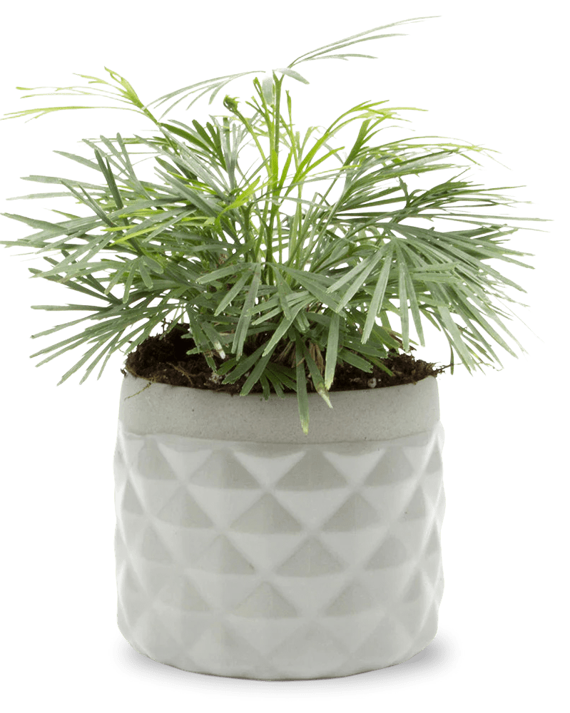 Pina Ceramic Succulent Planter Pot - Chive US Wholesale