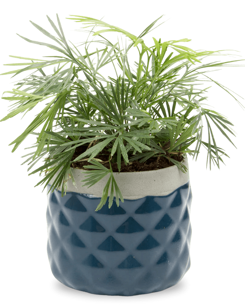 Pina Ceramic Succulent Planter Pot - Chive US Wholesale