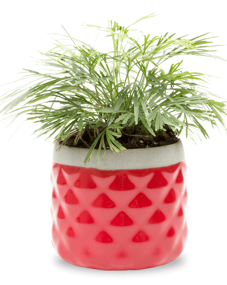 Pina Ceramic Succulent Planter Pot - Chive US Wholesale