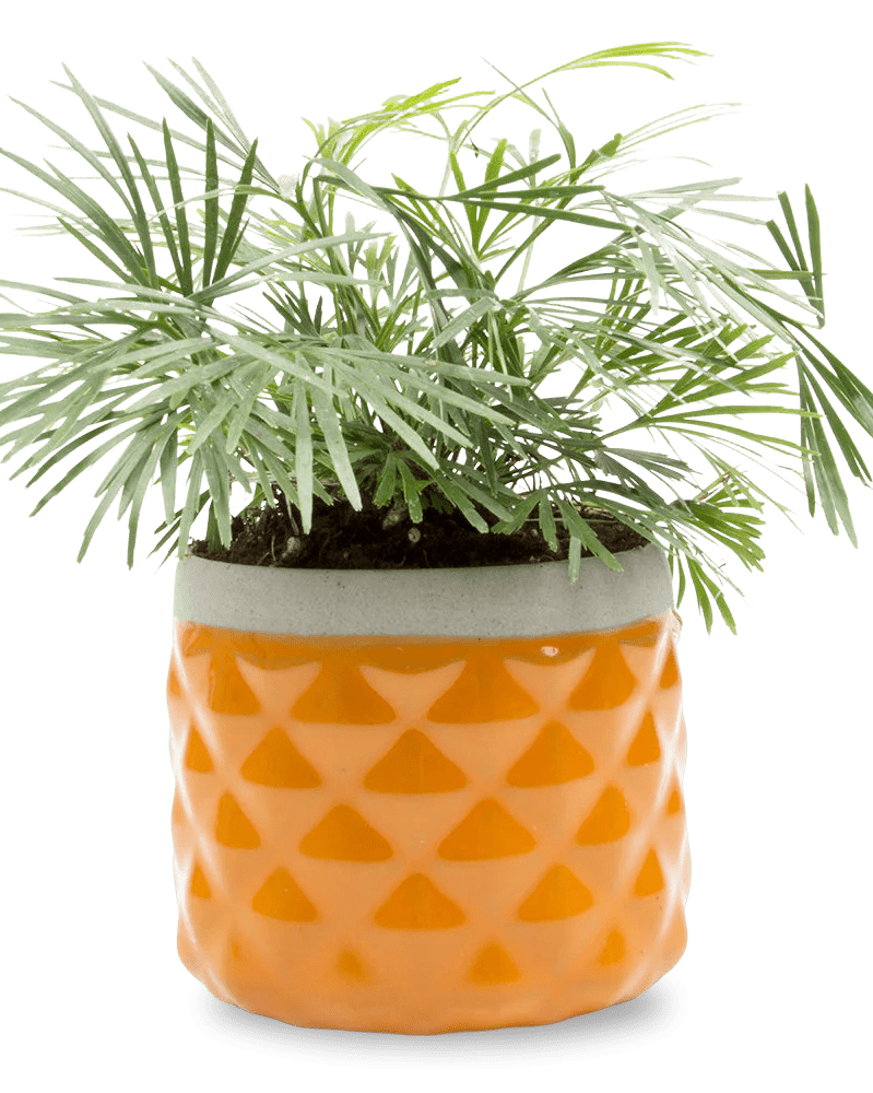 Pina Ceramic Succulent Planter Pot - Chive US Wholesale