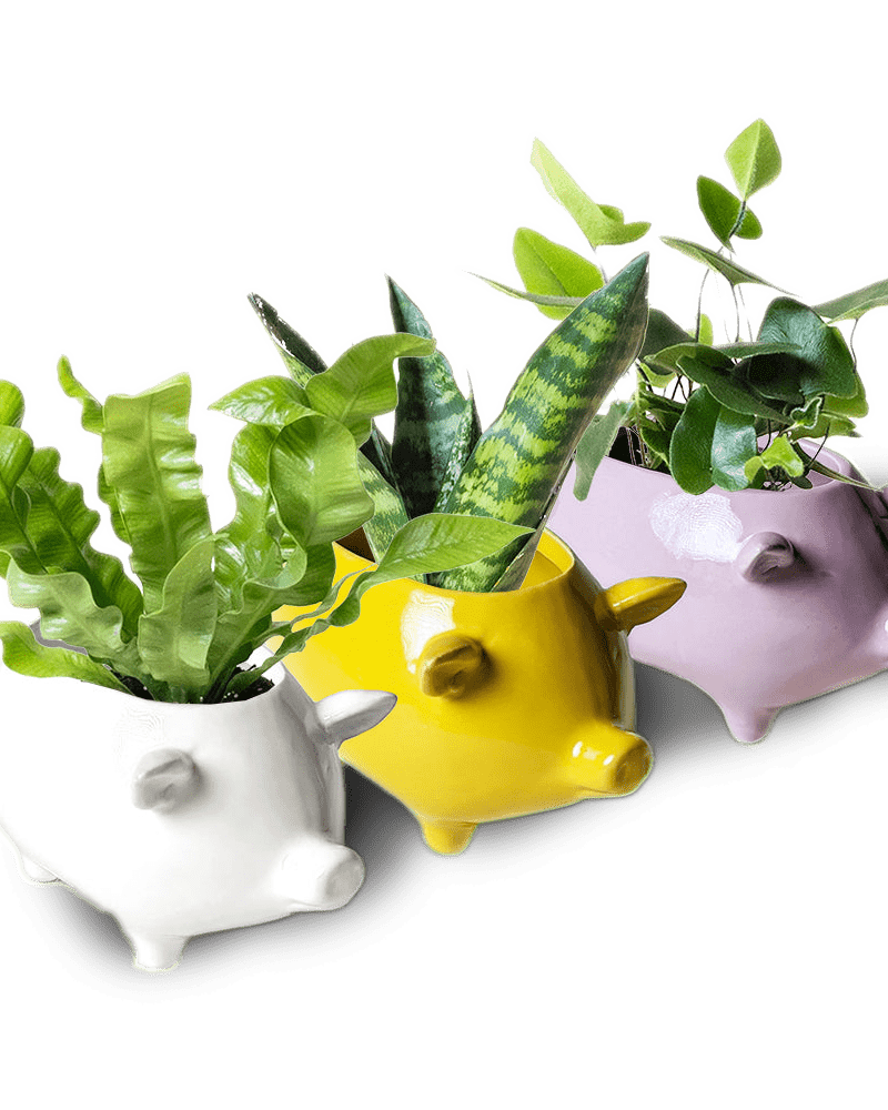 Pig Ceramic Indoor Plant Pot Kit - Chive US Wholesale