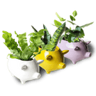 Pig Ceramic Indoor Plant Pot Kit - Chive US Wholesale