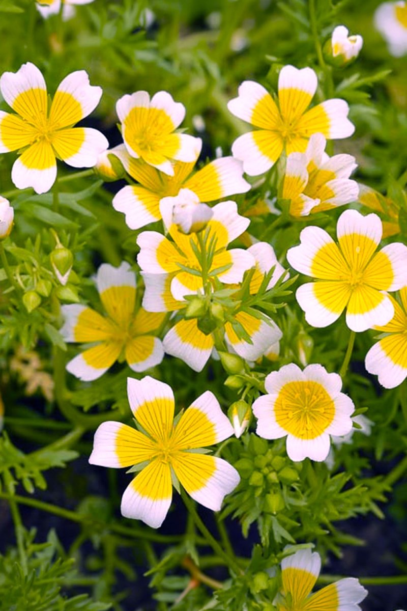 Poached Egg Plant Flower Seeds Packet - Chive US Wholesale