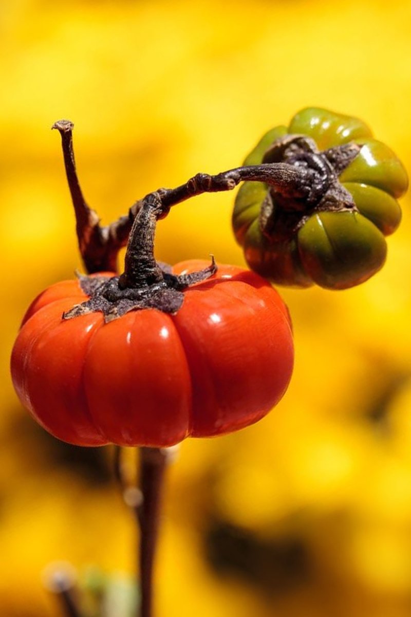 Pumpkin on a Stick Flower Seeds Packet - Chive US Wholesale