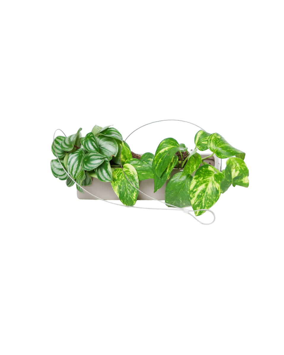 Ragna Ceramic Hanging Planter Kit - Chive US Wholesale