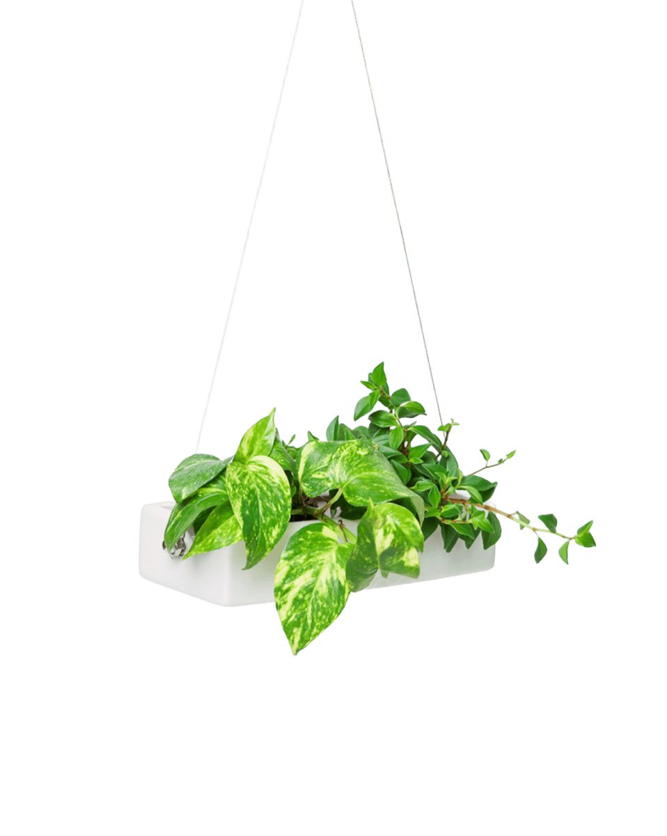 Ragna Ceramic Hanging Planter - Chive US Wholesale
