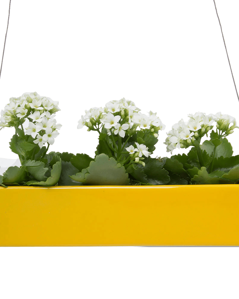 Ragna Ceramic Hanging Planter Kit - Chive US Wholesale