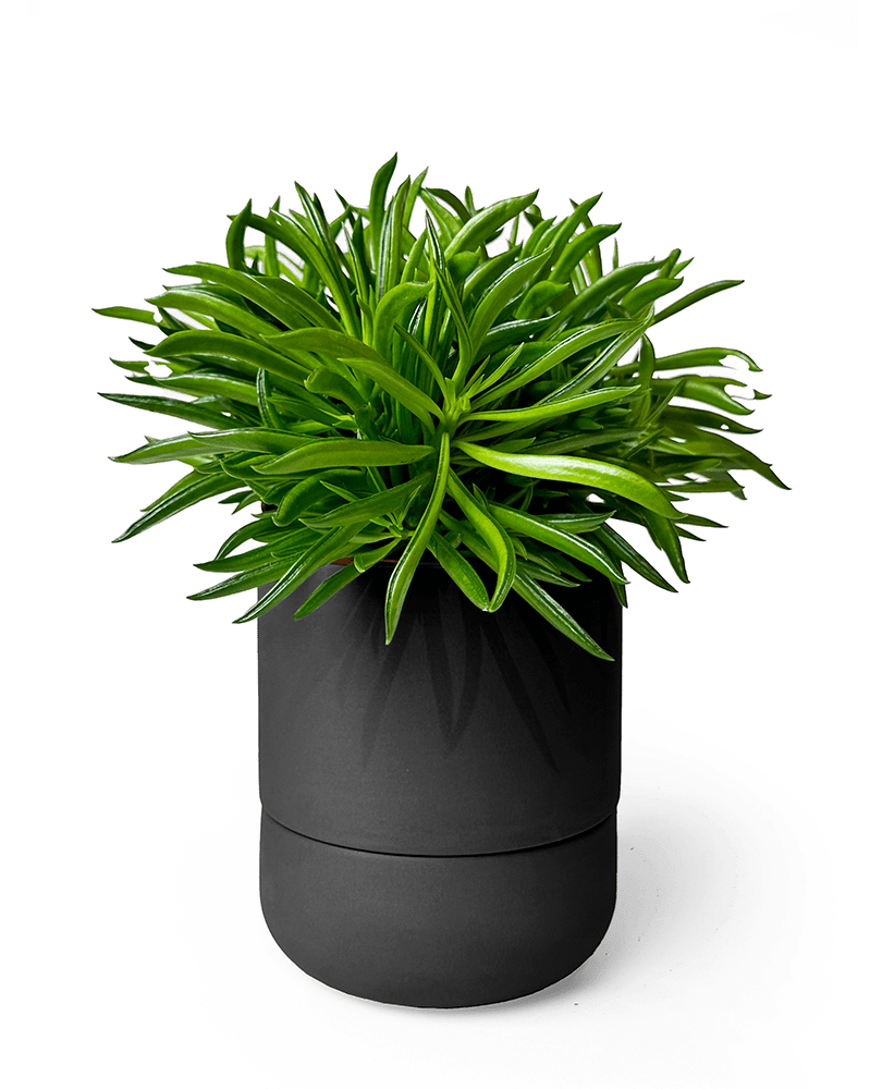 Ryan Self - Watering Plant Pots - Chive US Wholesale