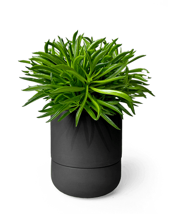 Ryan Self - Watering Plant Pots - Chive US Wholesale
