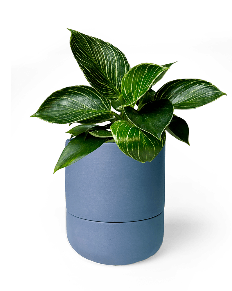 Ryan Self - Watering Plant Pots - Chive US Wholesale