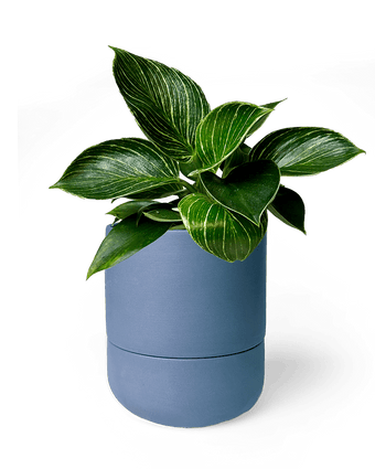 Ryan Self - Watering Plant Pots - Chive US Wholesale