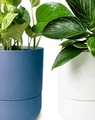 Ryan Self - Watering Plant Pots - Chive US Wholesale