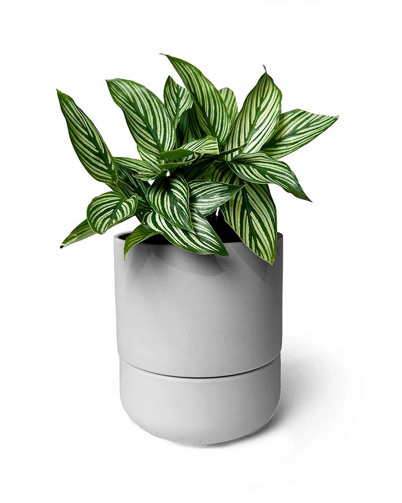 Ryan Self - Watering Plant Pots - Chive US Wholesale