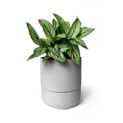 Ryan Self - Watering Plant Pots - Chive US Wholesale