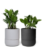 Ryan Self - Watering Plant Pots - Chive US Wholesale
