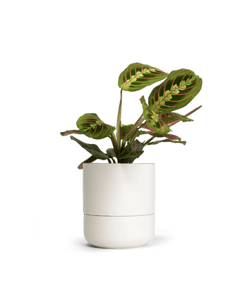 Ryan Self - Watering Plant Pot Kits - Chive US Wholesale