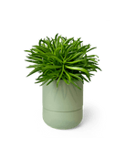 Ryan Self - Watering Plant Pots - Chive US Wholesale