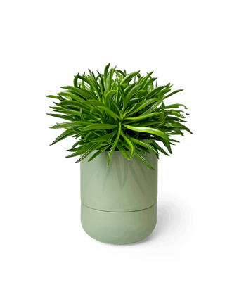 Ryan Self - Watering Plant Pots - Chive US Wholesale
