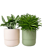 Ryan Self - Watering Plant Pots - Chive US Wholesale