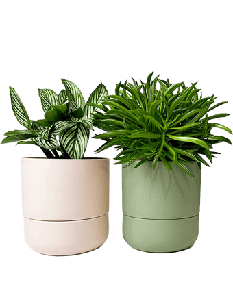Ryan Self - Watering Plant Pots - Chive US Wholesale