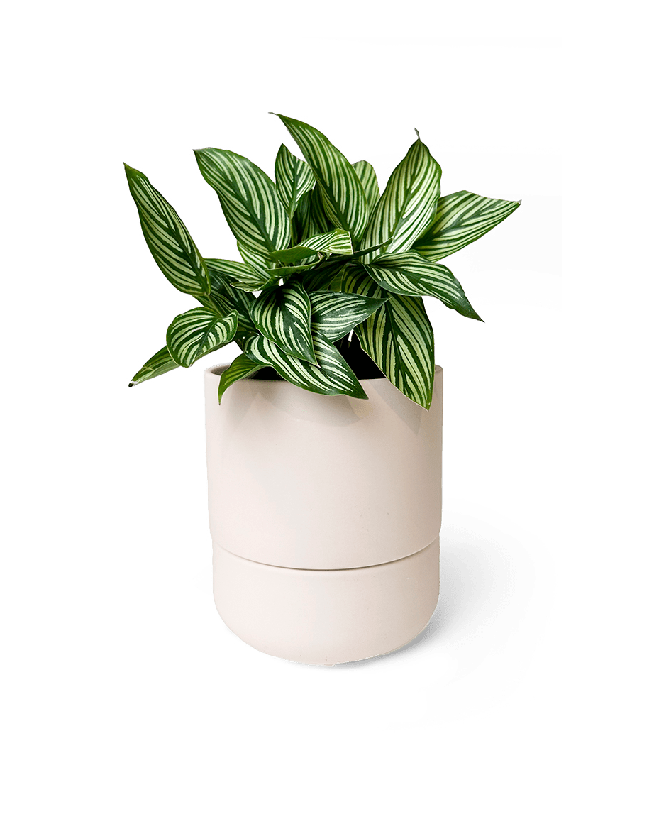 Ryan Self - Watering Plant Pots - Chive US Wholesale