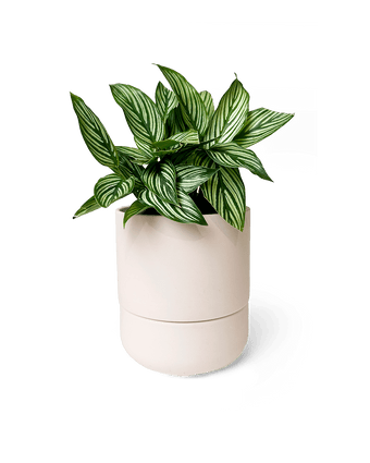 Ryan Self - Watering Plant Pots - Chive US Wholesale