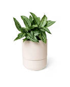 Ryan Self - Watering Plant Pots - Chive US Wholesale