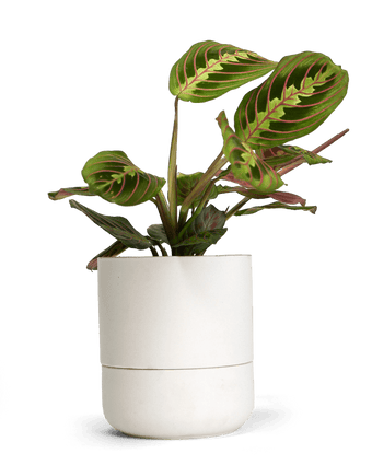 Ryan Self - Watering Plant Pots - Chive US Wholesale