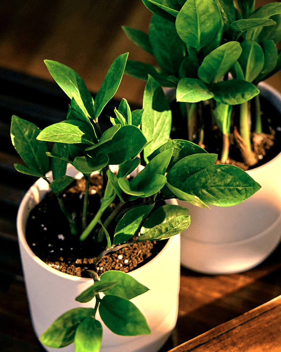 Ryan Self - Watering Plant Pots - Chive US Wholesale