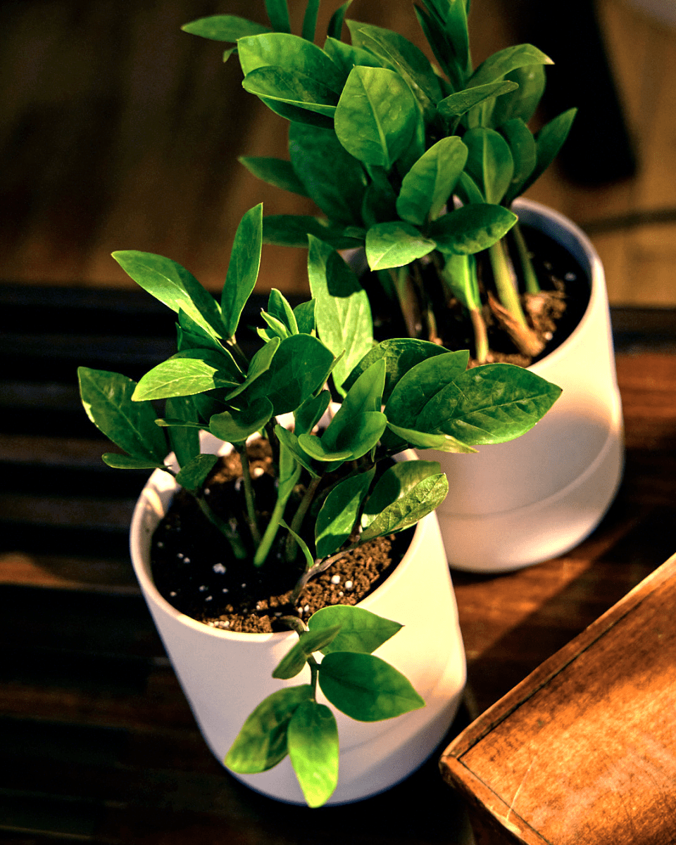 Ryan Self - Watering Plant Pot Kits - Chive US Wholesale