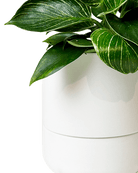Ryan Self - Watering Plant Pots - Chive US Wholesale