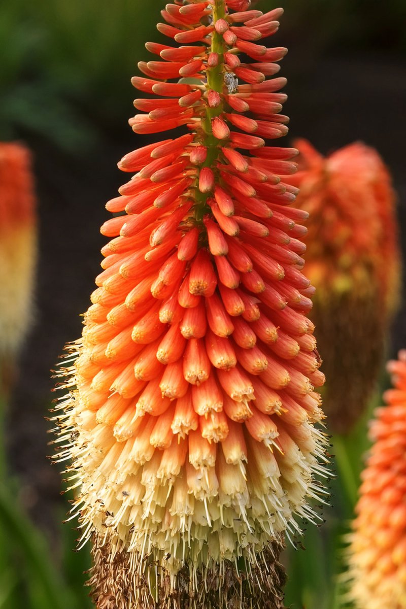 Red Hot Poker Flower Seeds Packet - Chive US Wholesale