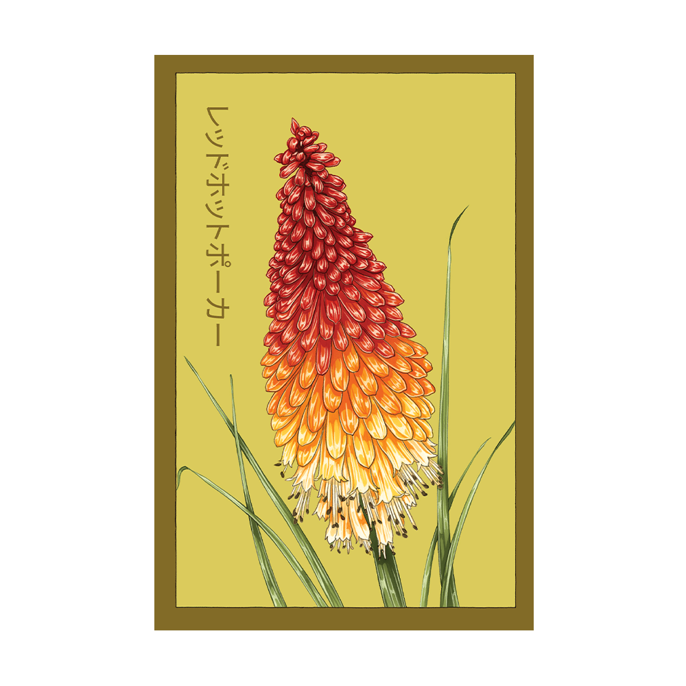 Red Hot Poker Flower Seeds Packet - Chive US Wholesale