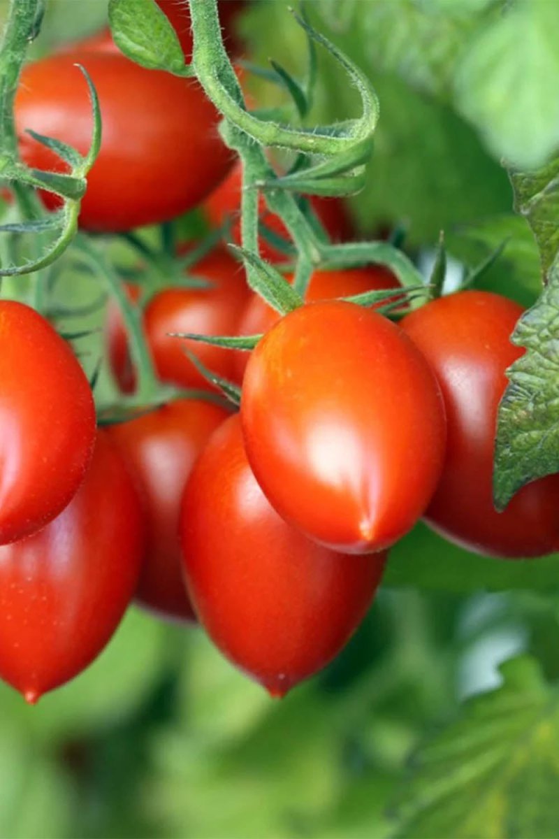 Cherry Roma Tomato Vegetable Seeds Packet - Chive US Wholesale