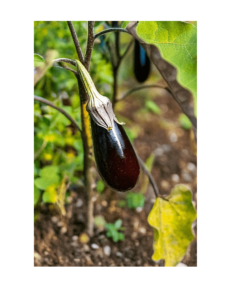 2026 Aubergine Jewel Marble F1 Vegetable Seeds Packet - Chive US Wholesale