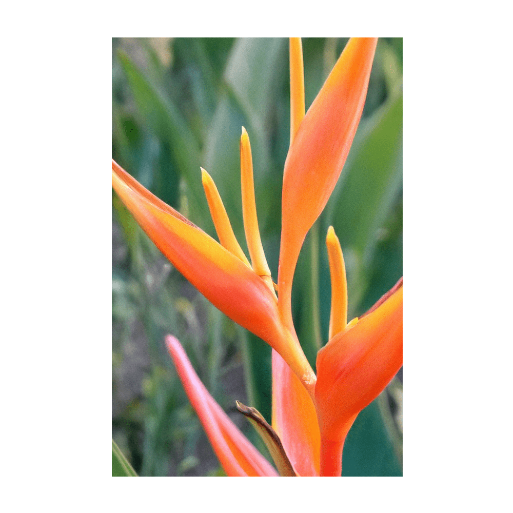 2026 Bird of Paradise Flower Seeds Packet - Chive US Wholesale