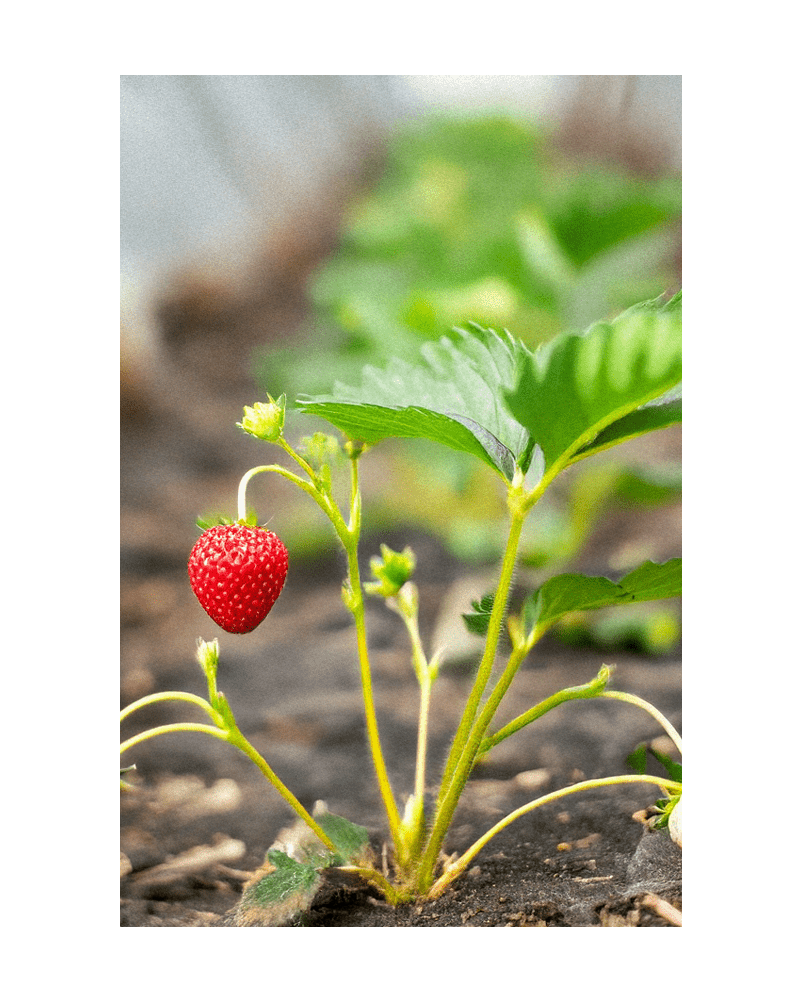 2026 Basket Kisses Strawberry Seeds Packet - Chive US Wholesale