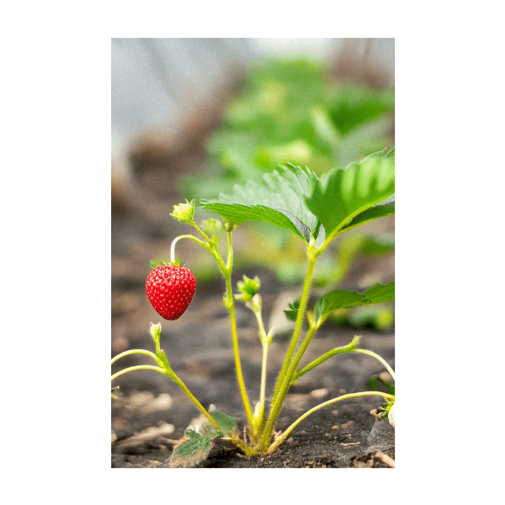 2026 Basket Kisses Strawberry Seeds Packet - Chive US Wholesale