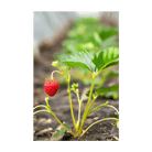 2026 Basket Kisses Strawberry Seeds Packet - Chive US Wholesale